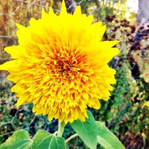 Meet your Posher, Ali